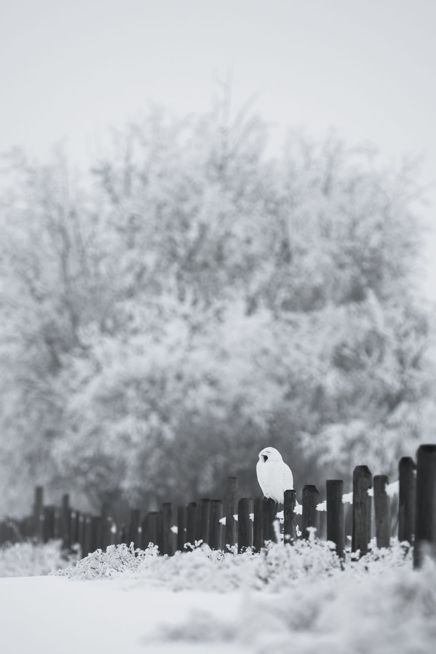 snowy owl yawning frosty fence landscape portrait wildlife