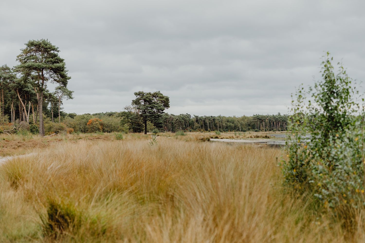 Moody landscape of tall grass field with pine trees under overcast sky.