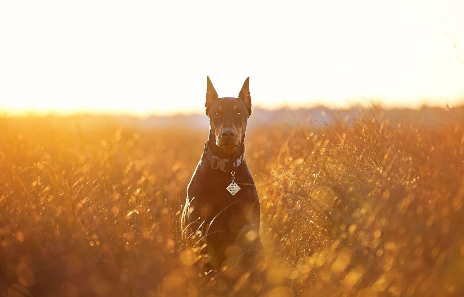 Doberman dog portrait in golden field at sunset with sunlit grass in background.