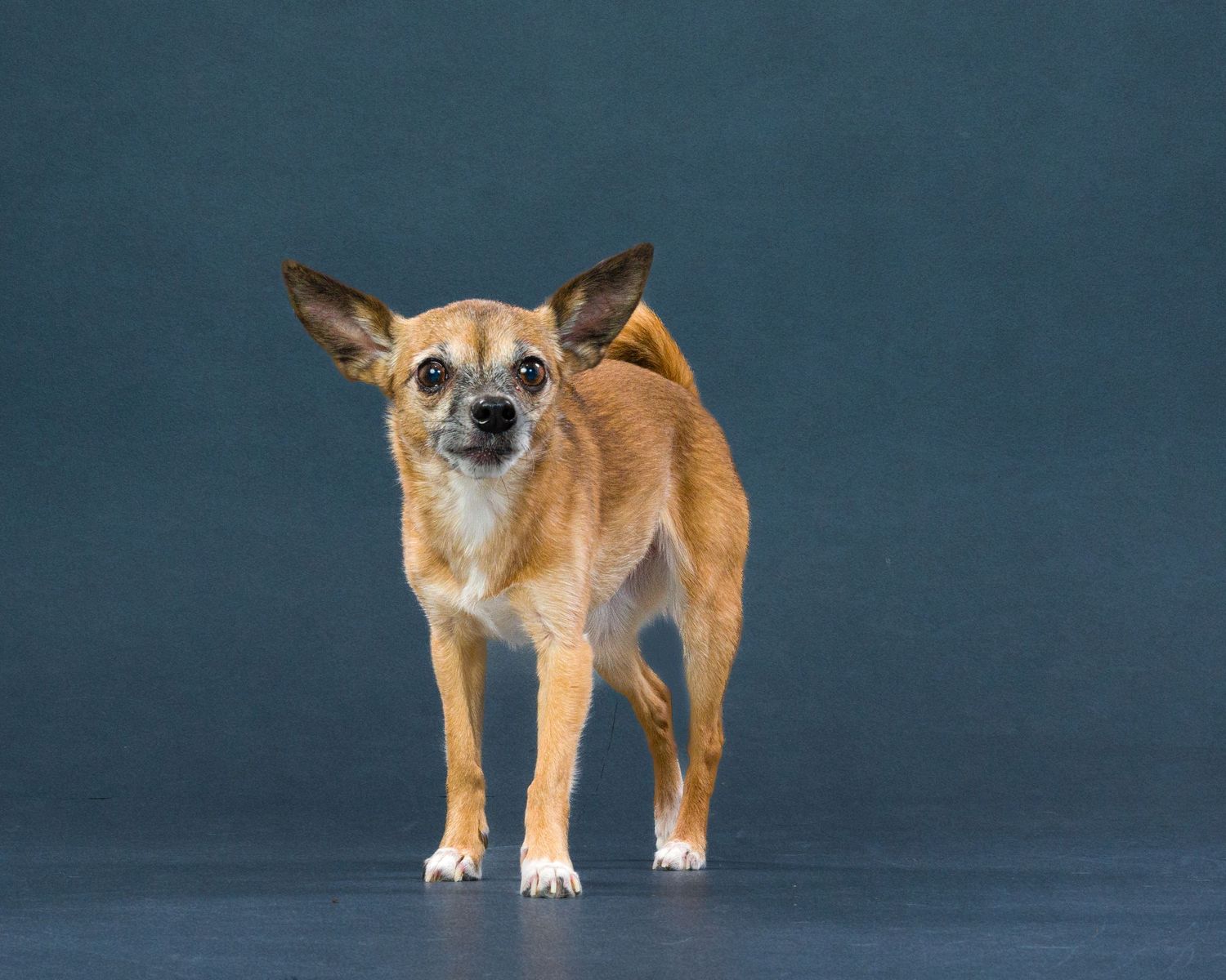 Pet photographer in Toronto