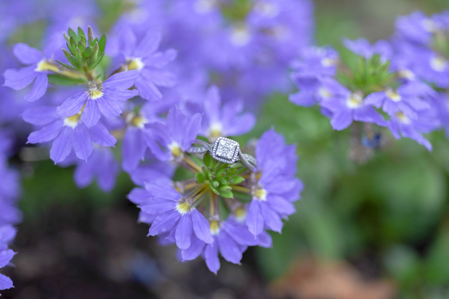 Engagement Session