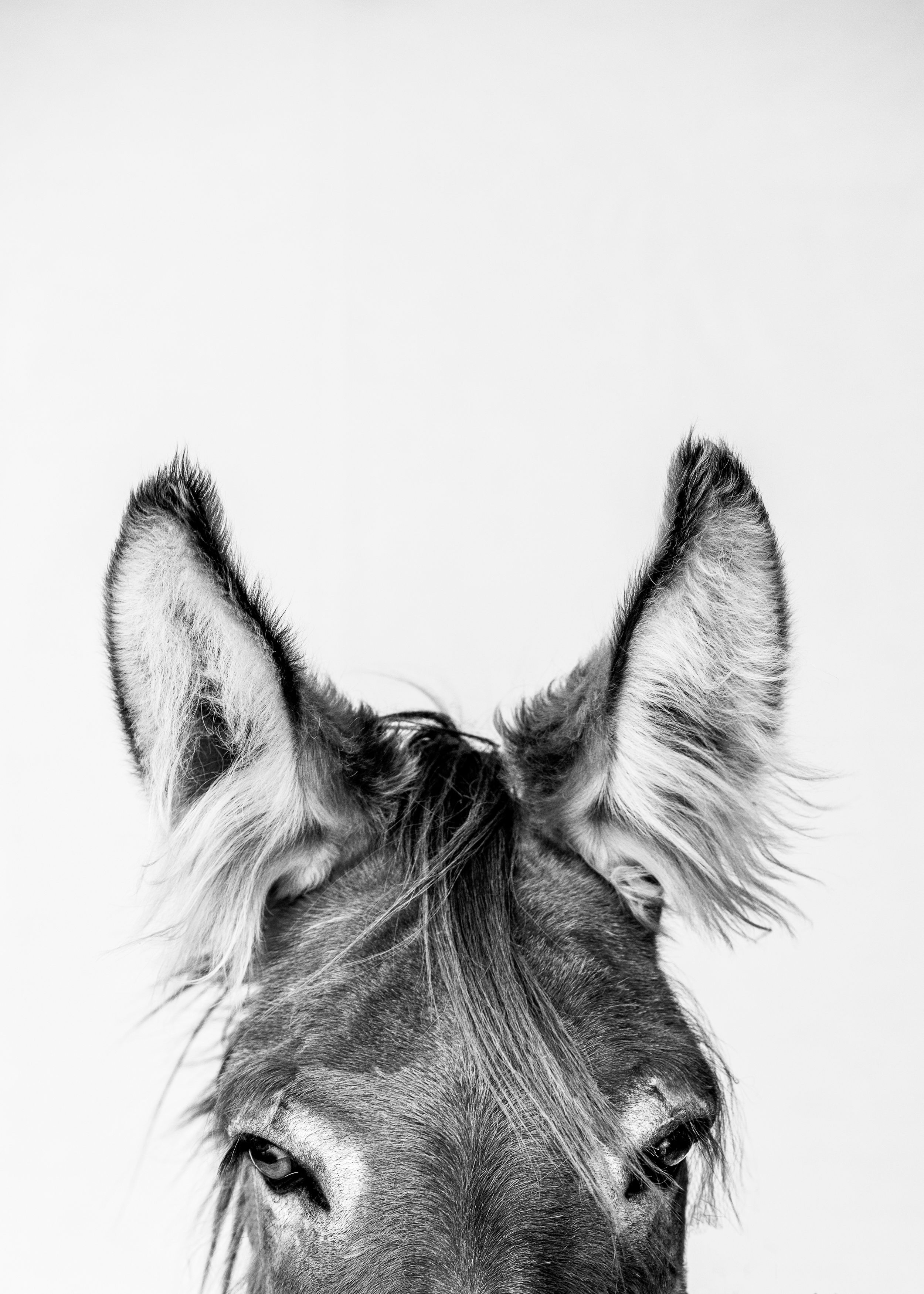 Donkey ears black and white
