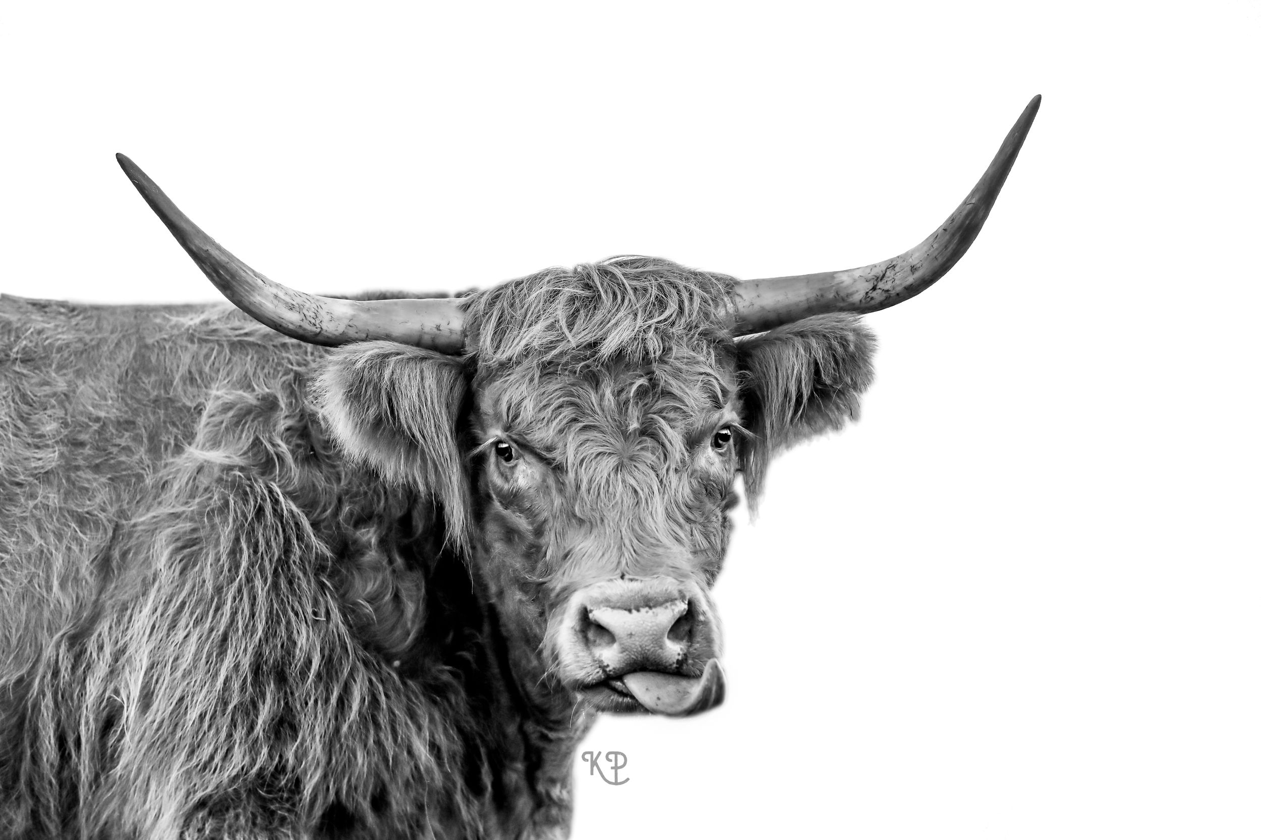 Highland cow with its tongue out