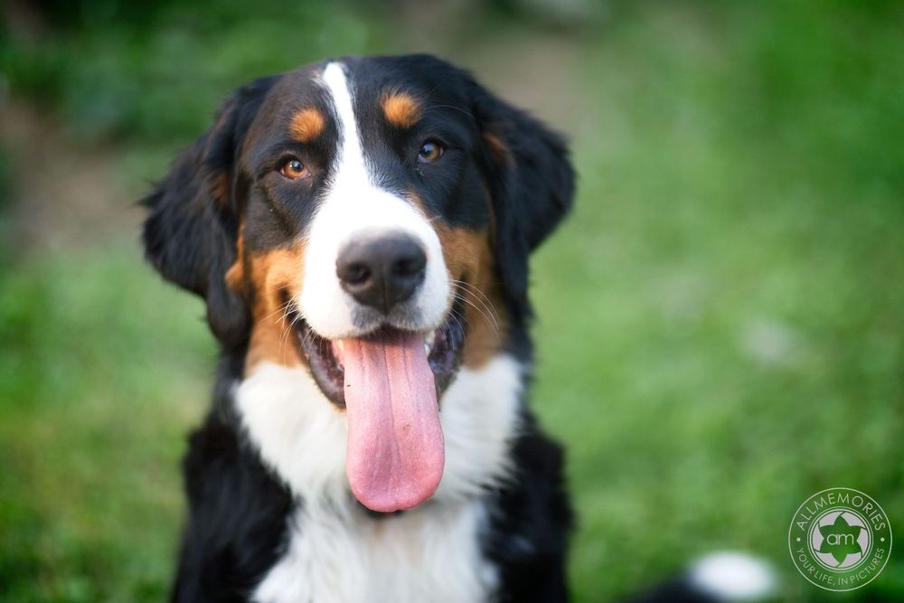 pet photographer kamloops