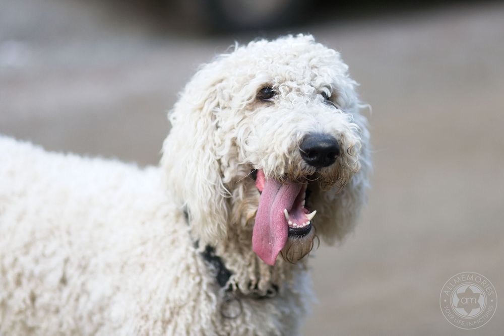 pet photographer kamloops