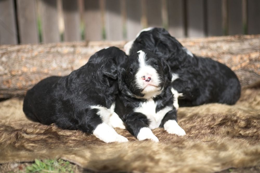 pet photographer kamloops