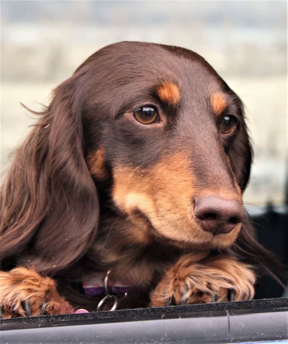pet photographer kamloops