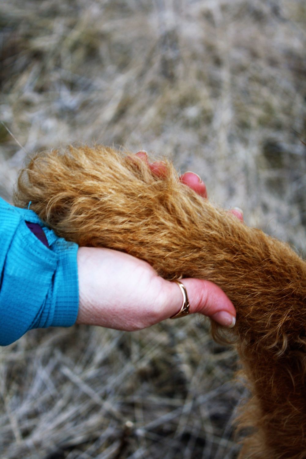 pet photographer kamloops