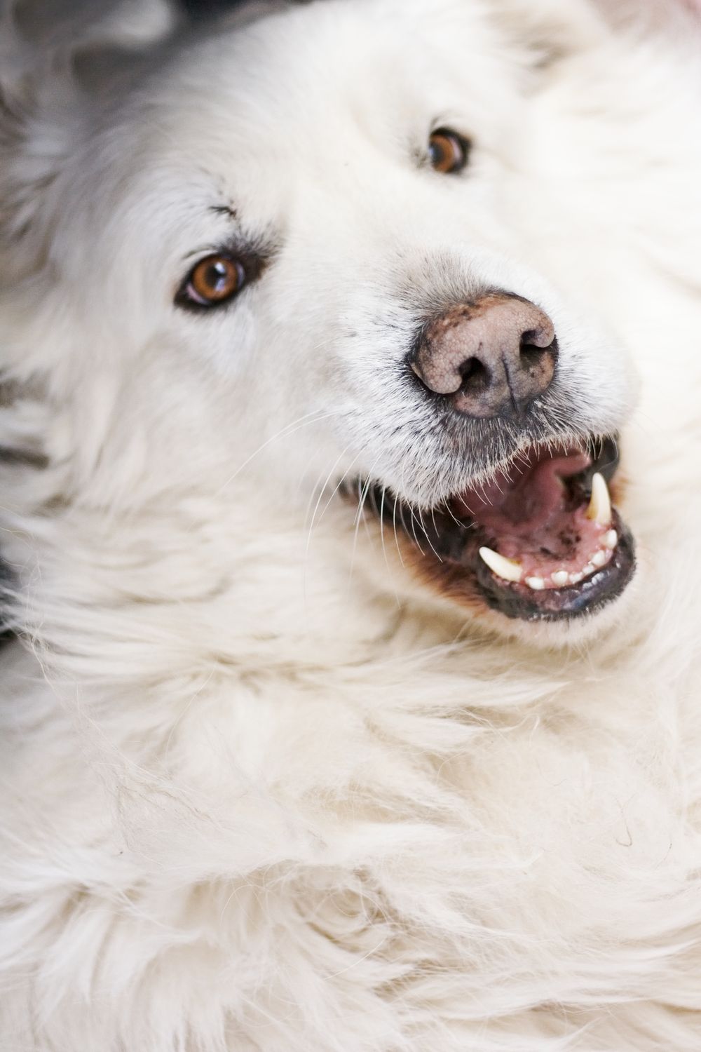 pet photographer kamloops
