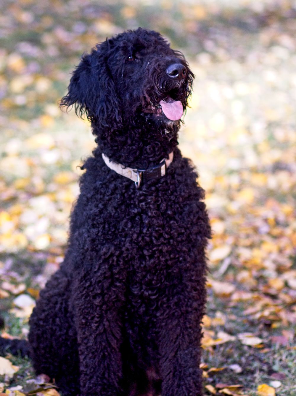 pet photographer kamloops