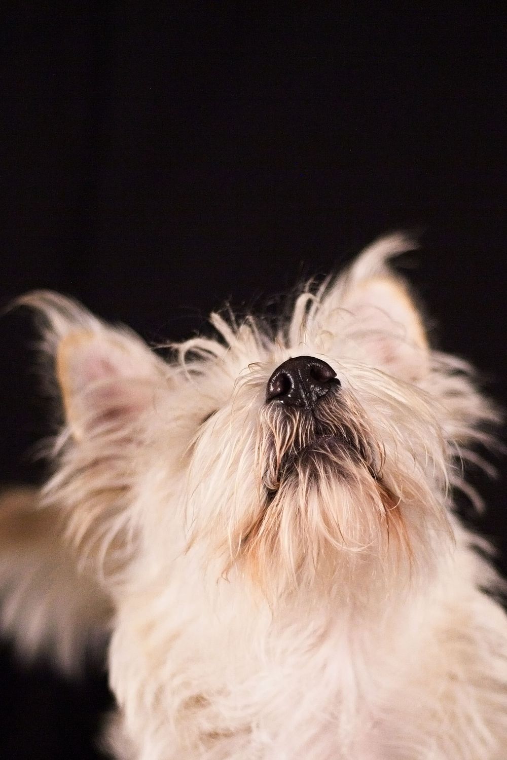 pet photgraphy kamloops