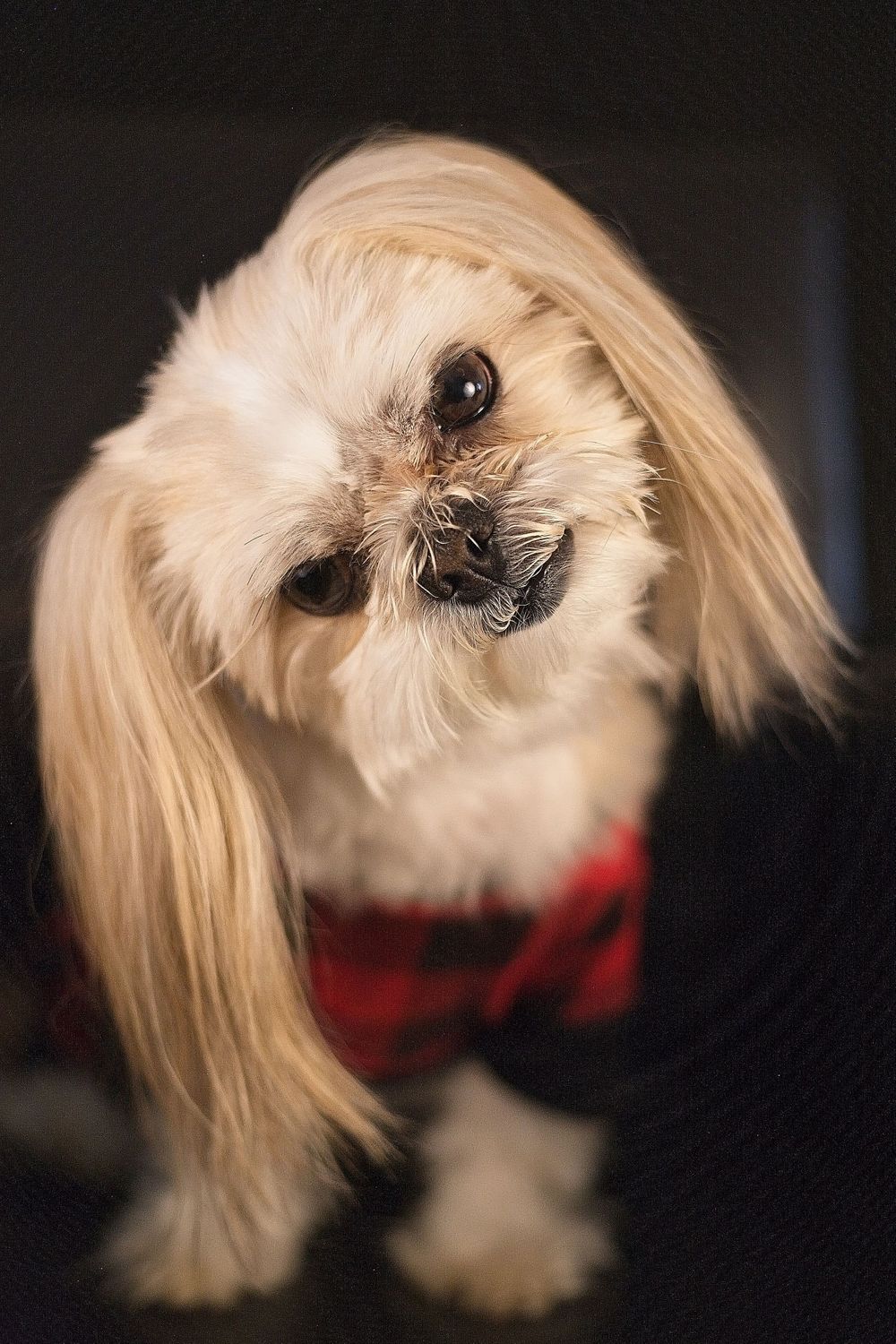 pet photographer kamloops