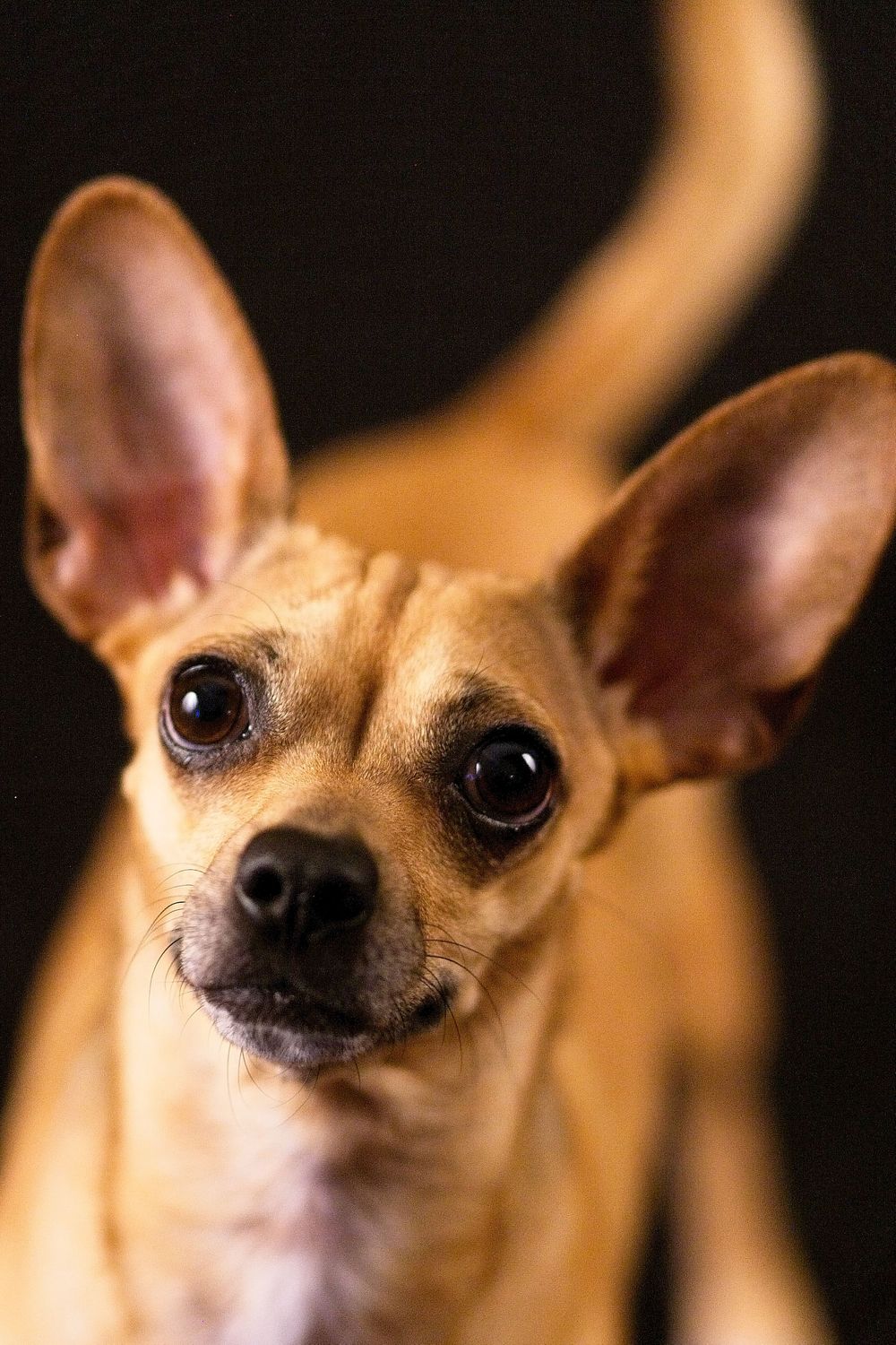 pet photographer kamloops