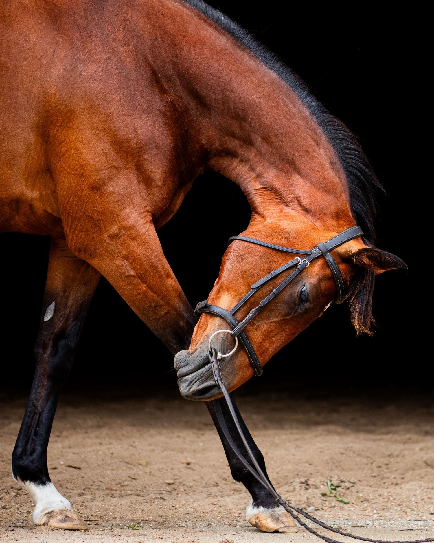 A chestnut horse with white socks bends down gracefully against a dark background.