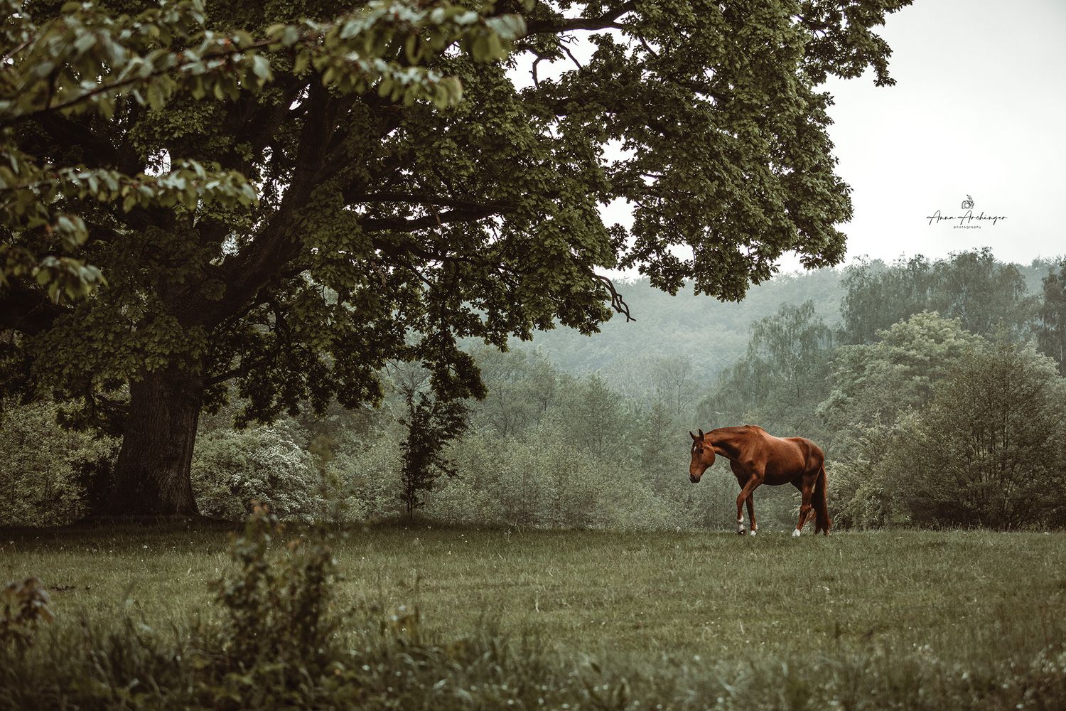 Lone chestnut horse grazes in misty green meadow surrounded by trees.