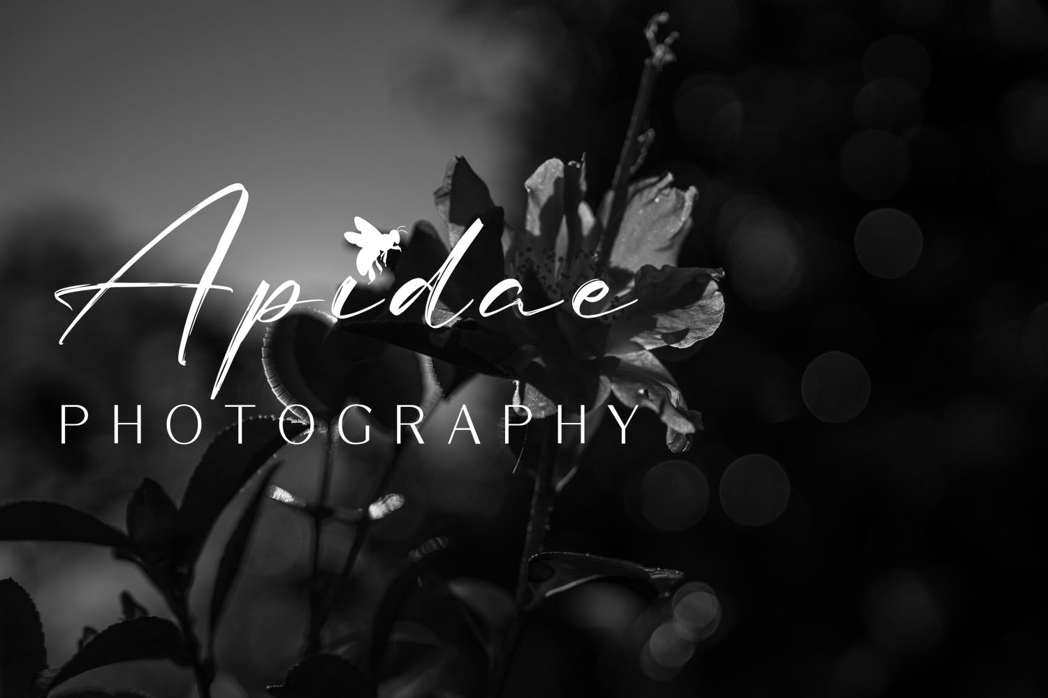Apidae Photography Melbourne Western Suburbs