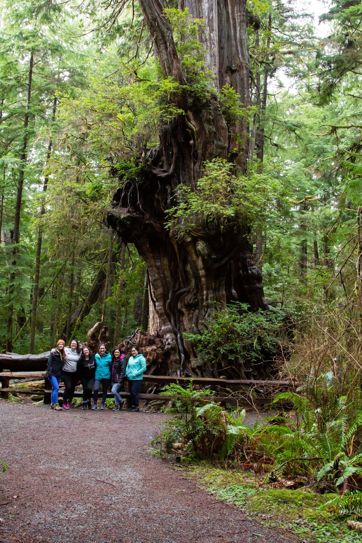 Girls cousin's trip to Fork, WA La Push 6 women standing by large tree in woods smiling for group photo