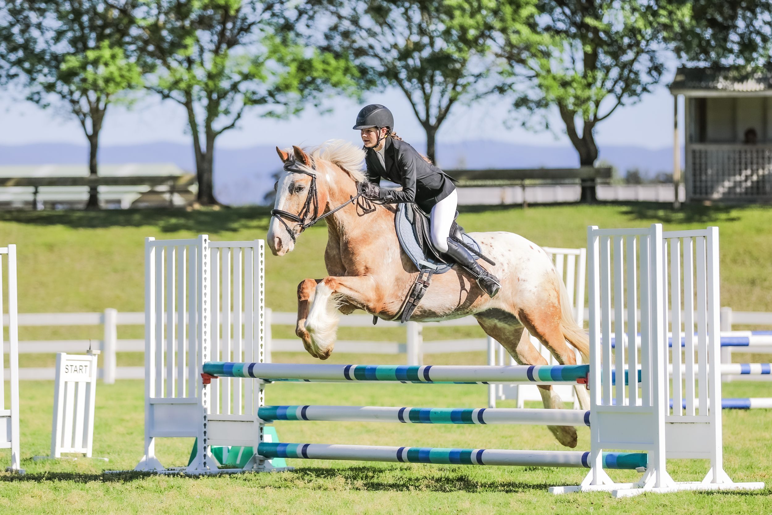 Equestrian photography.