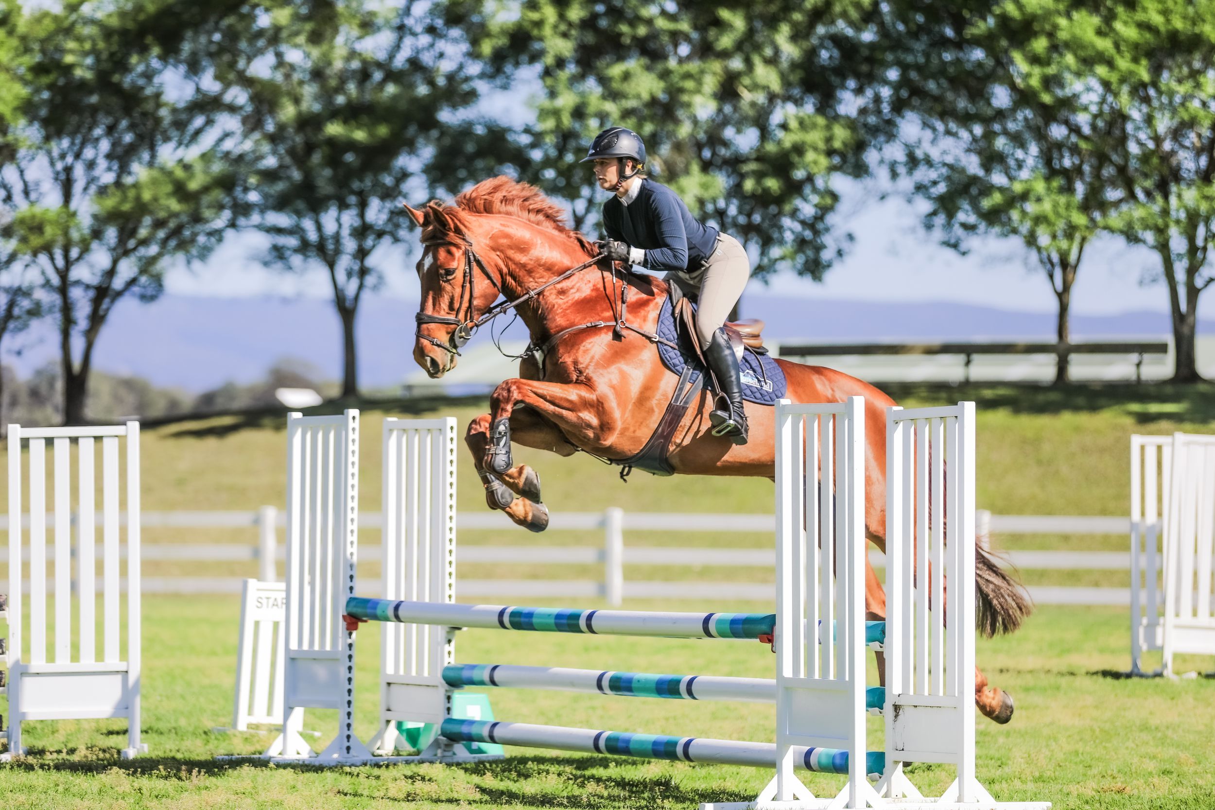 Equestrian photography.