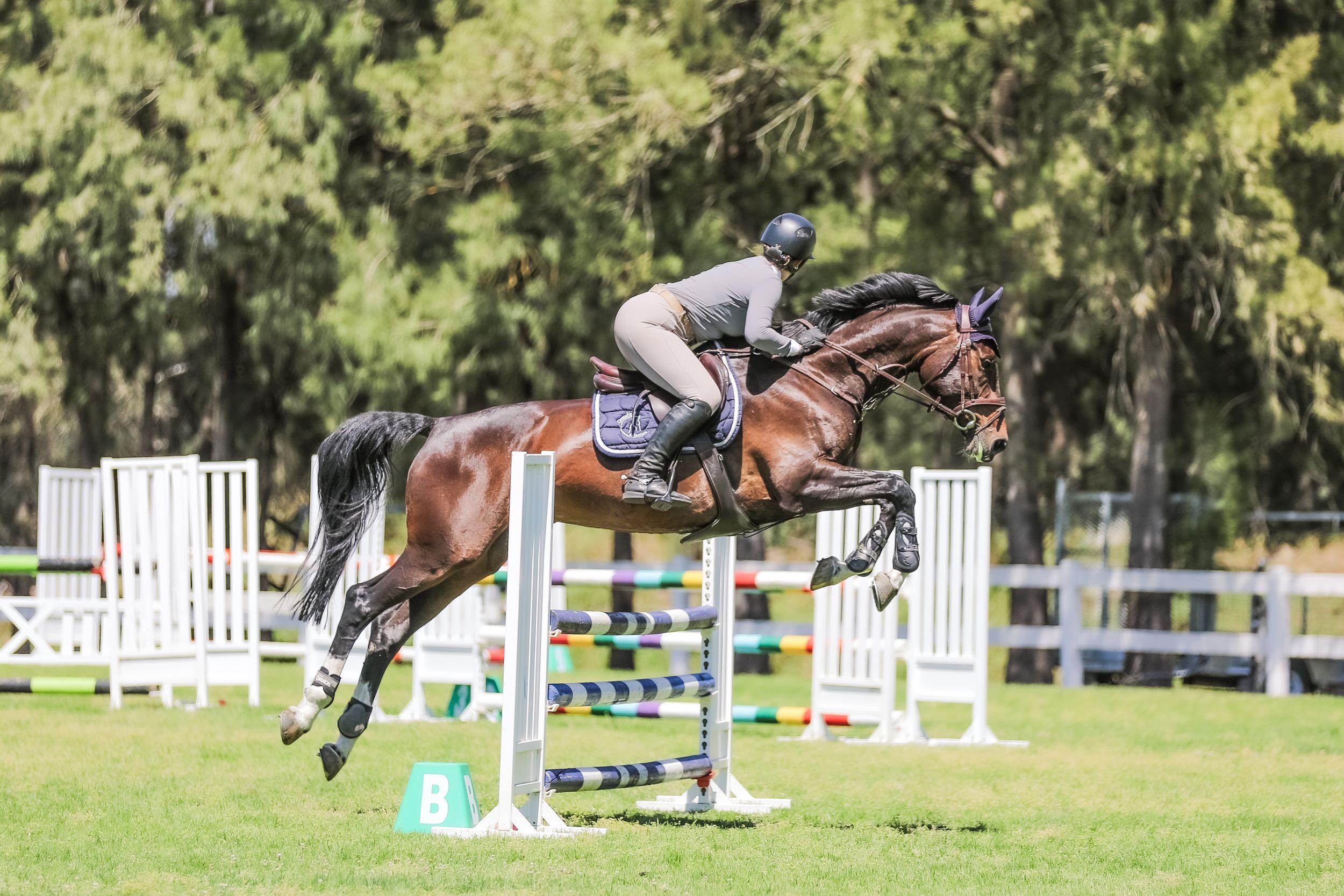 Equestrian photography.
