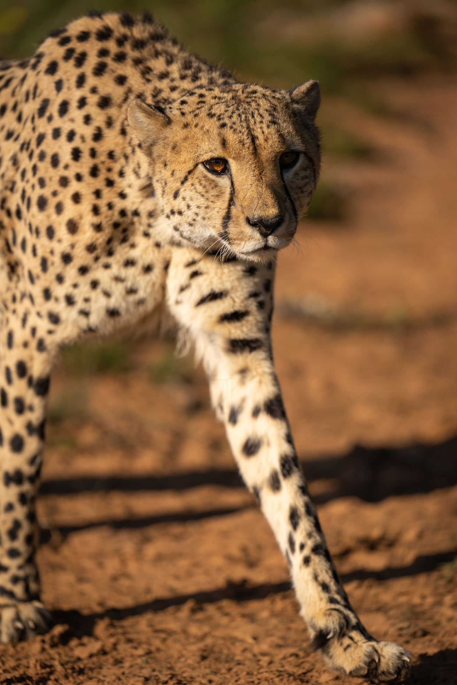Cheetah walking on dusty ground showing distinctive spotted coat pattern.