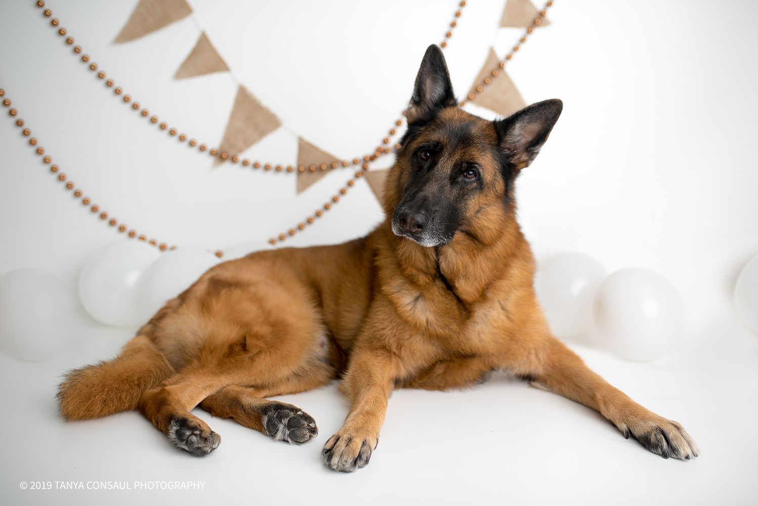 Pet photography tips