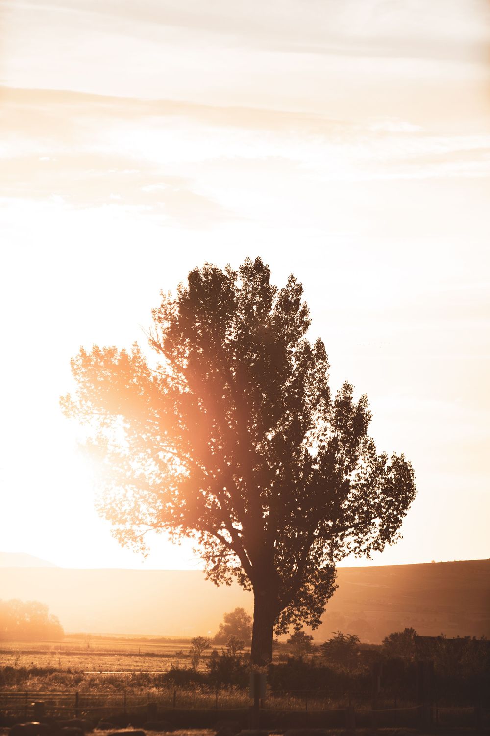 Silhouette of lone tree at sunset with golden light filtering through branches.