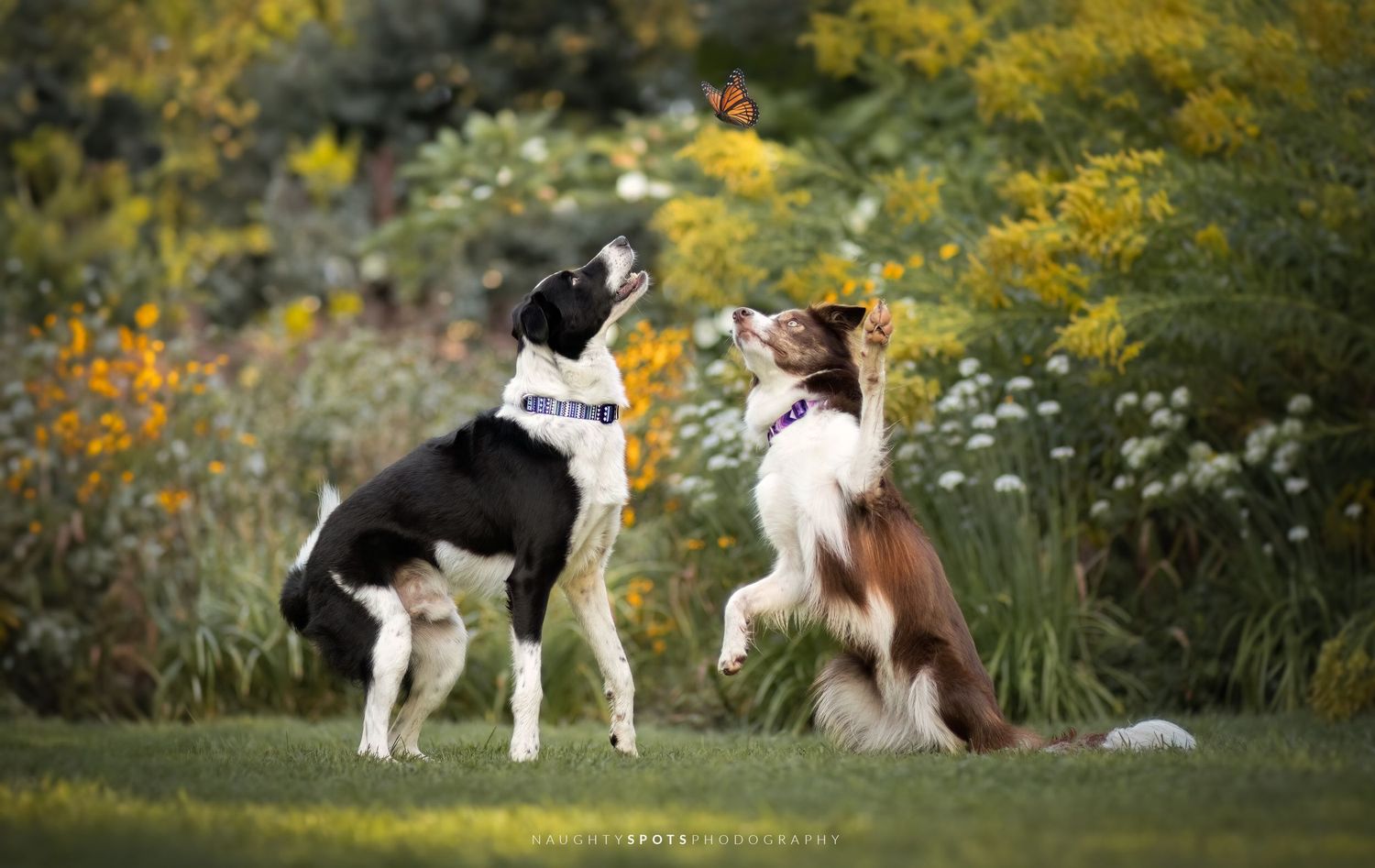 black and white brown border collies play with a butterfly beautiful colourful flowers blurry background portrait barrie