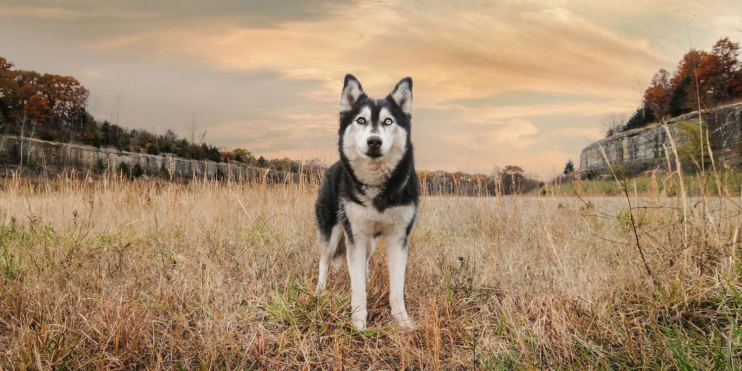 Husky dog standing proudly in field during sunset with fence in background.