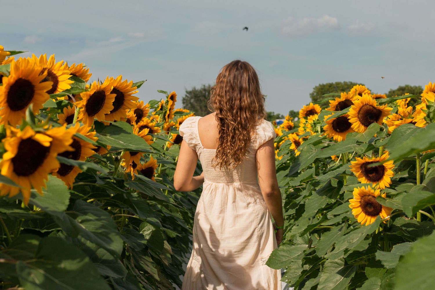 girl runs through sunflower field