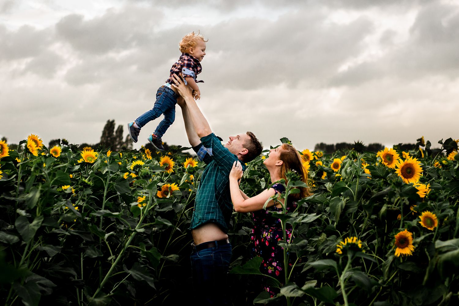 In a sunflower field on Hayling Island a family with their young Son has fun between the flowers.
