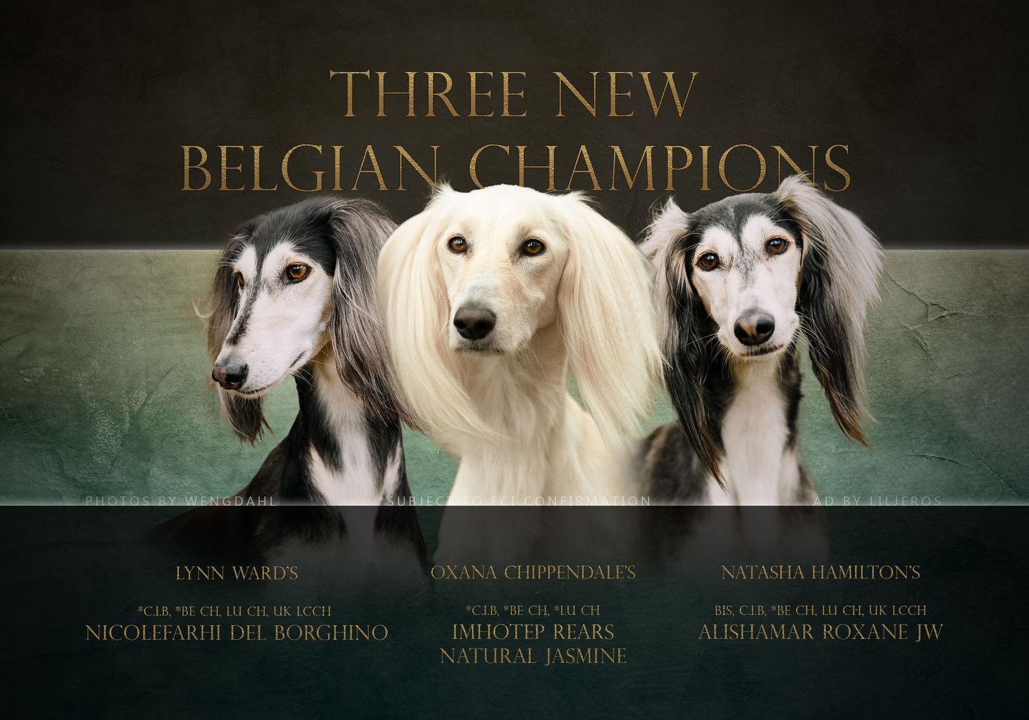 Advert for three show champions, featuring three saluki portraits by Malin Wengdahl.