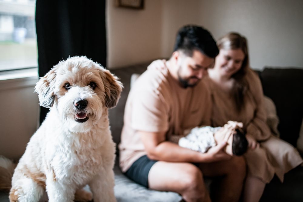 A white fluffy dog poses in front while a couple sits on a gray couch in the background.