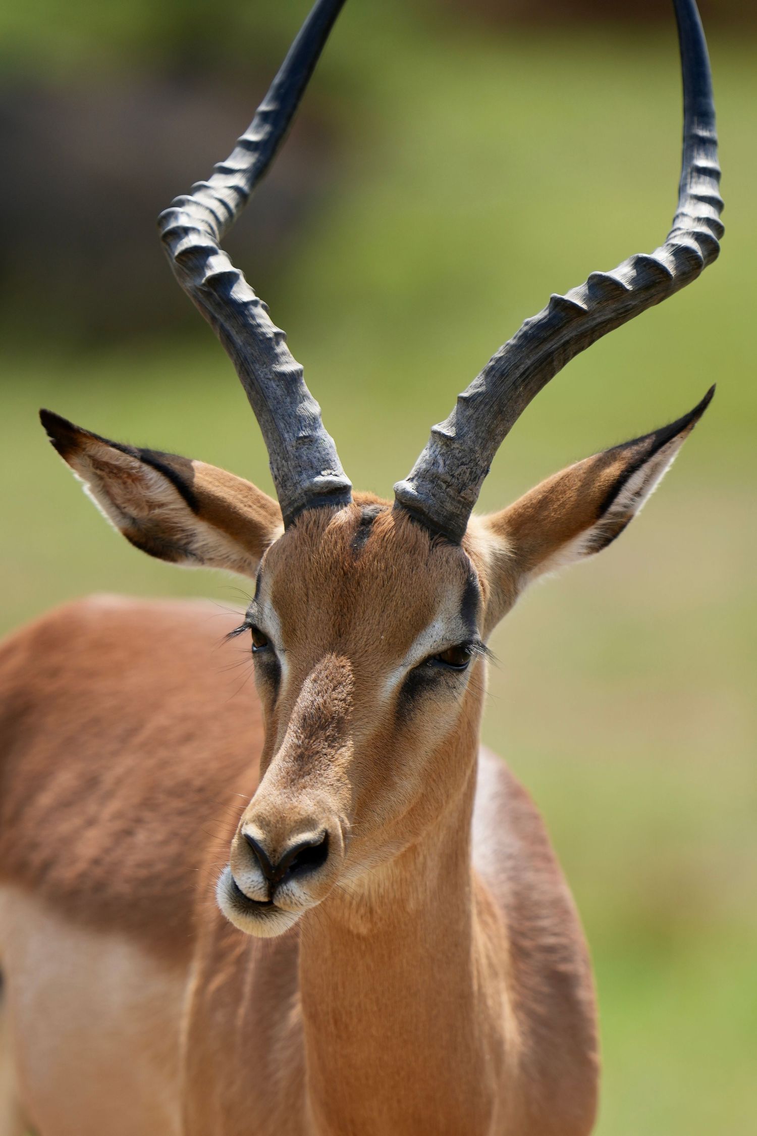 Close-up portrait of an impala antelope with distinctive curved horns against blurred background.