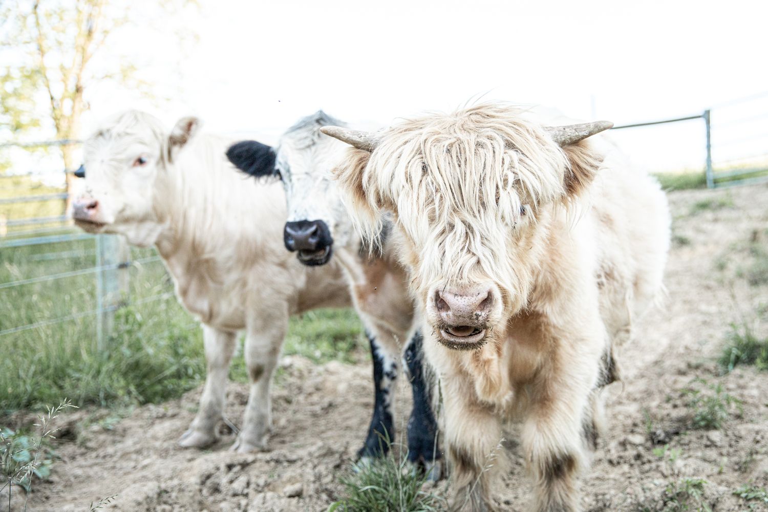 Highland cattle
