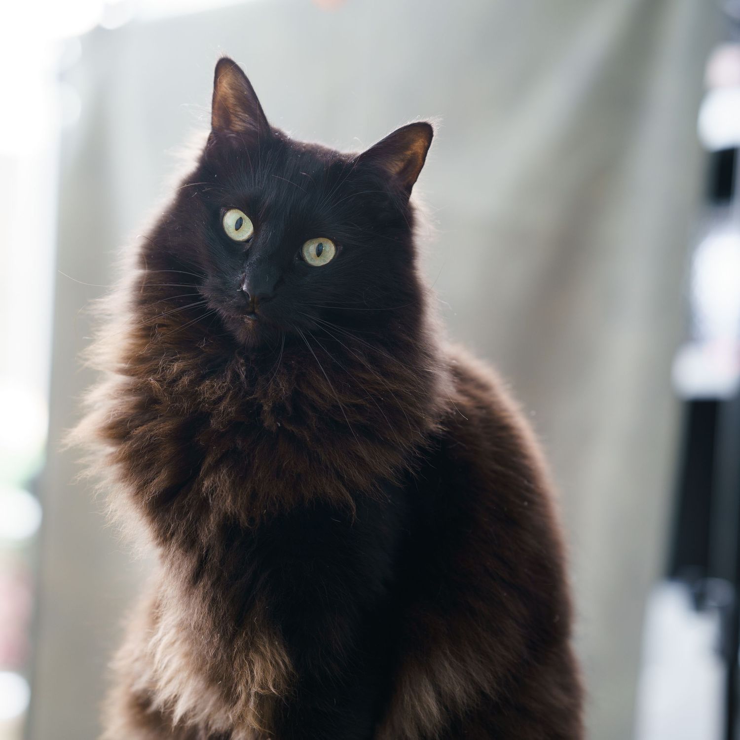 Een poes kijkt in de camera tijdens een huisdier fotoshoot