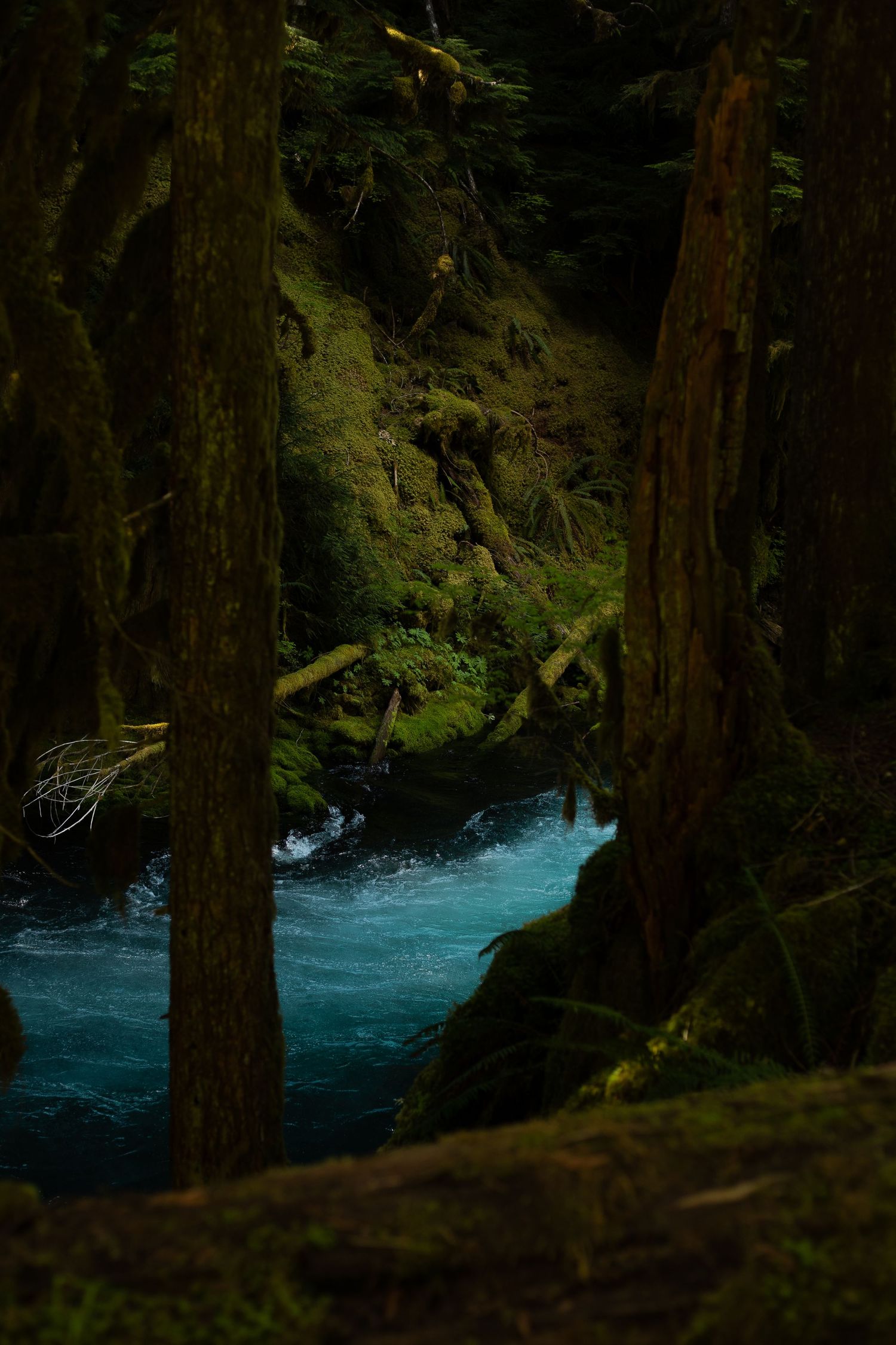 Intense blue water against an ntense green moss covered river edge with large fallen moss covered trees in Oregon hiking