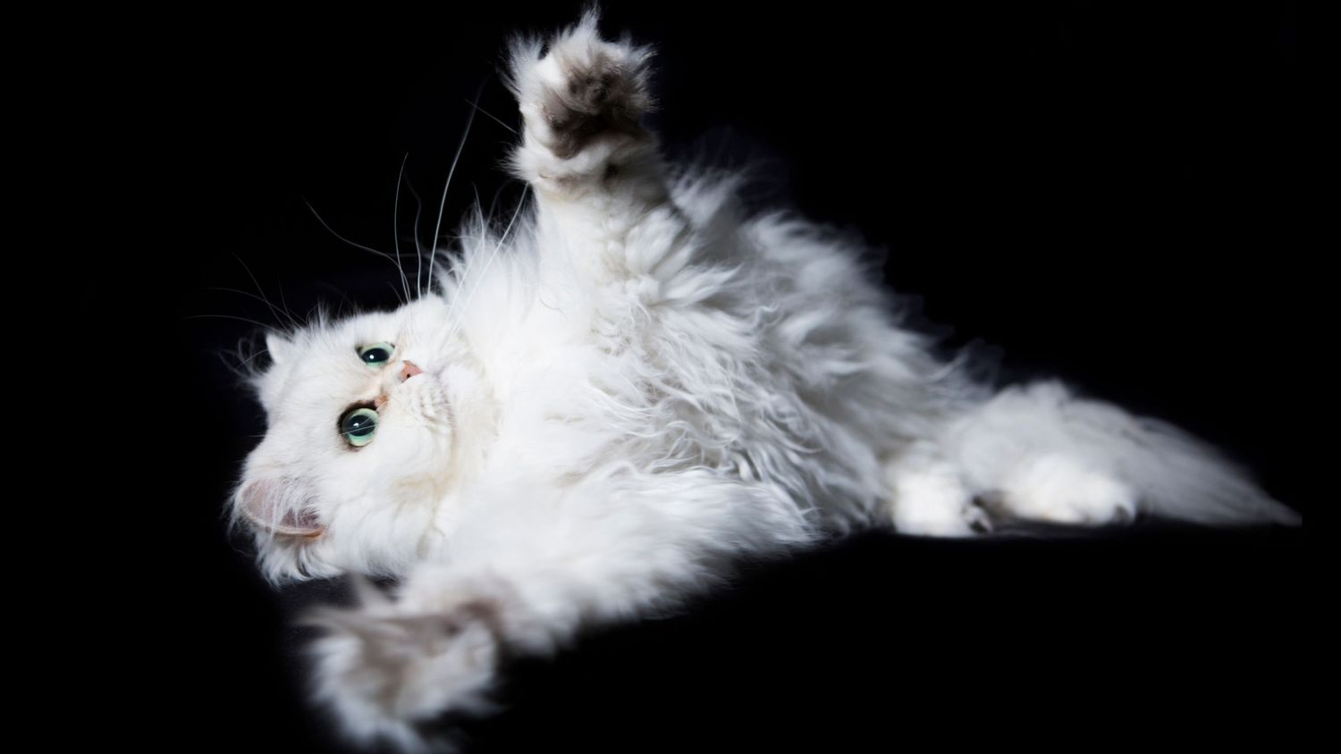 Een professionele foto van een kat als resultaat van een huisdier fotoshoot