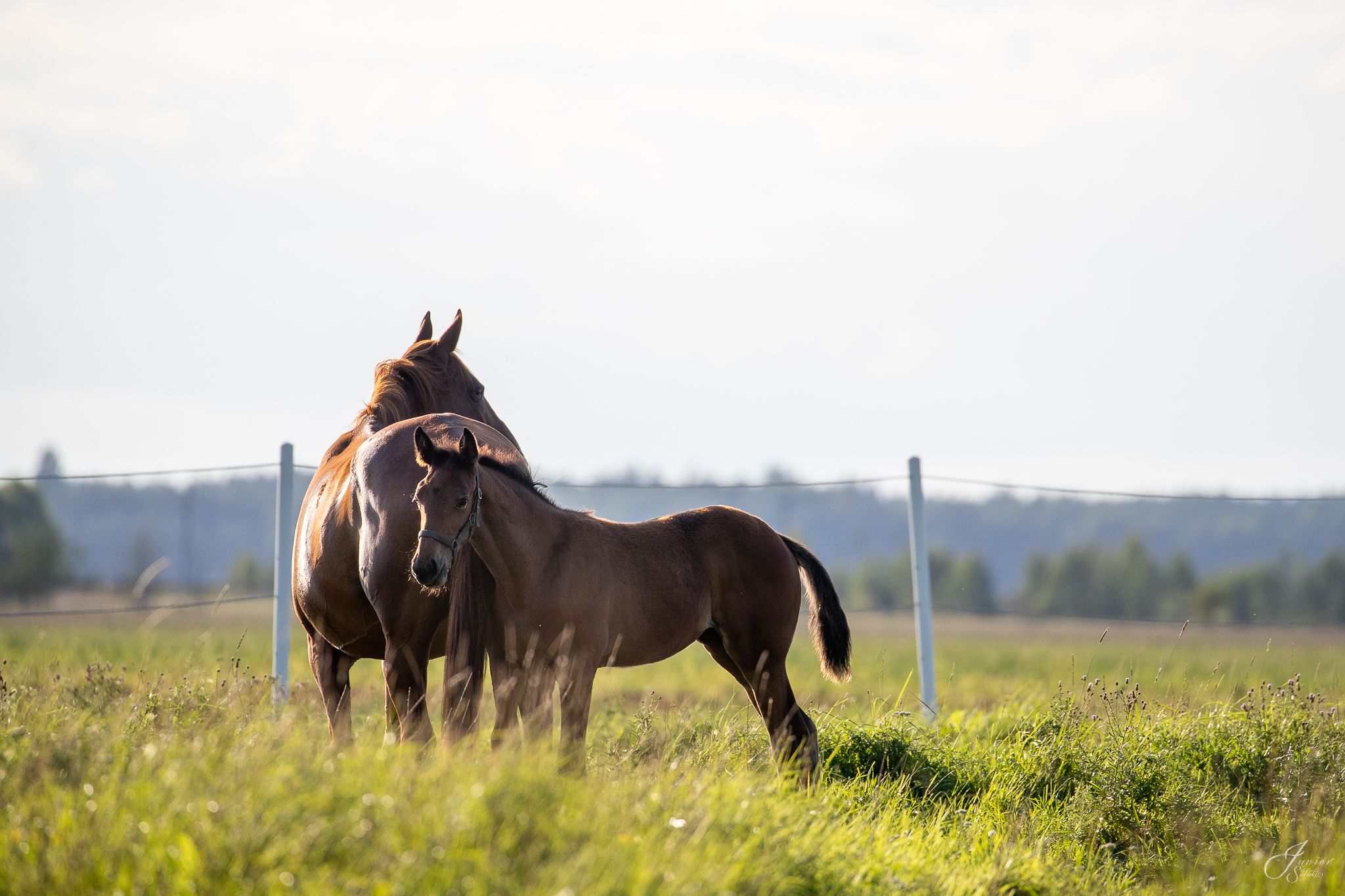 A horse with her foal in  a field.