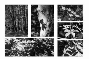 Black-Forest_YAMASKA_MayabyD