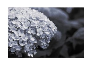 Hortensia_MayabyD