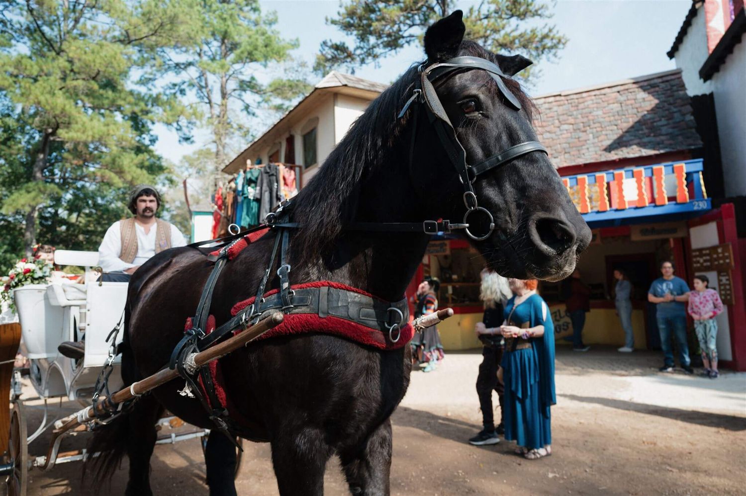 A majestic black horse in full Renaissance festival regalia stands in front of period buildings.