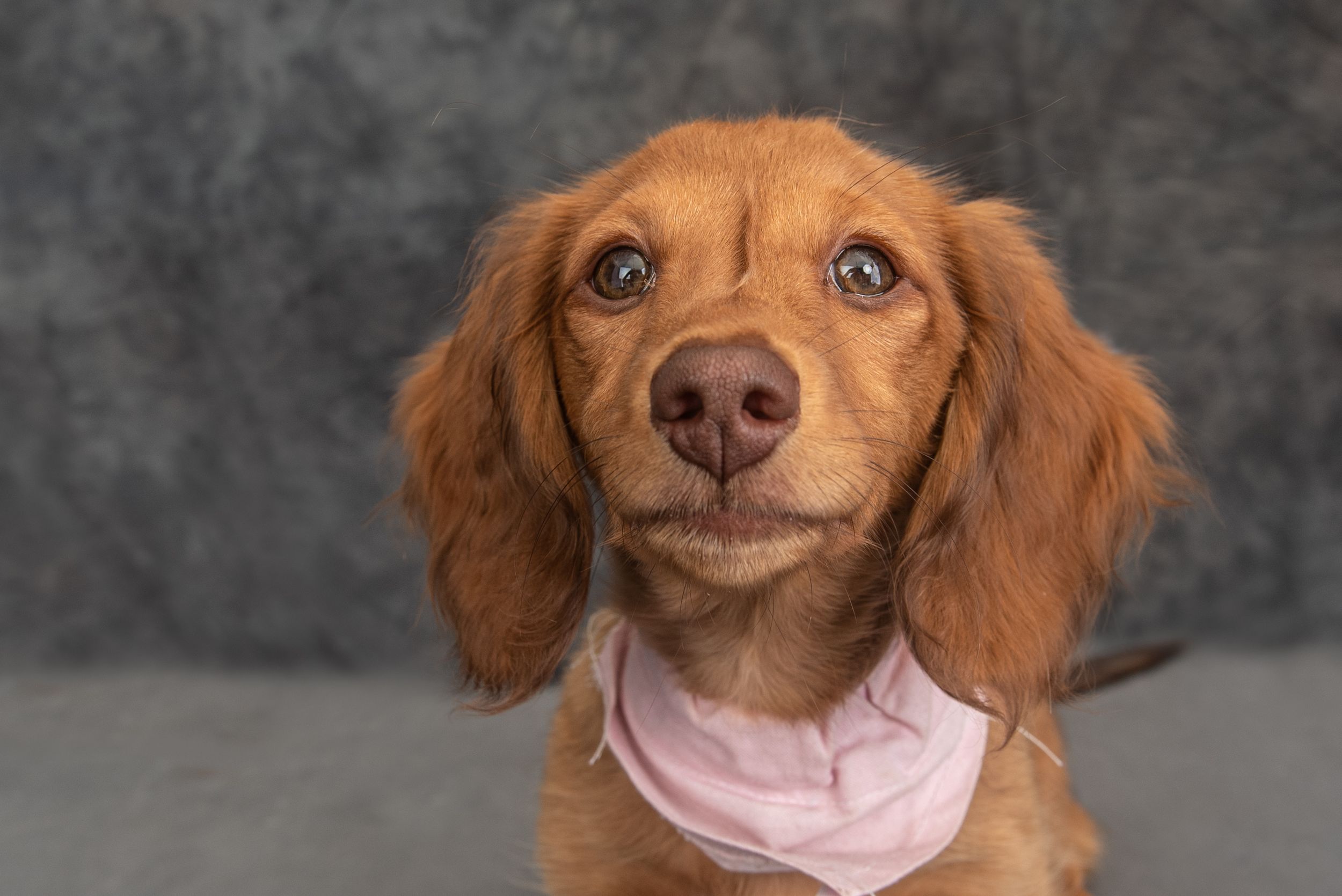 Red dachshund dog making silly expressions in studio portrait series.