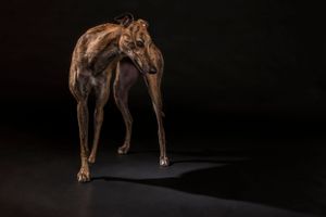 Silhouette of a dog standing against dark background in dramatic lighting.