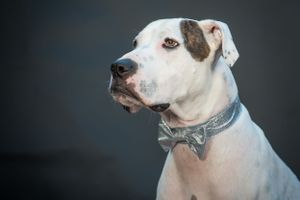Close-up portraits of white pit bull dog with blue eyes against dark background.