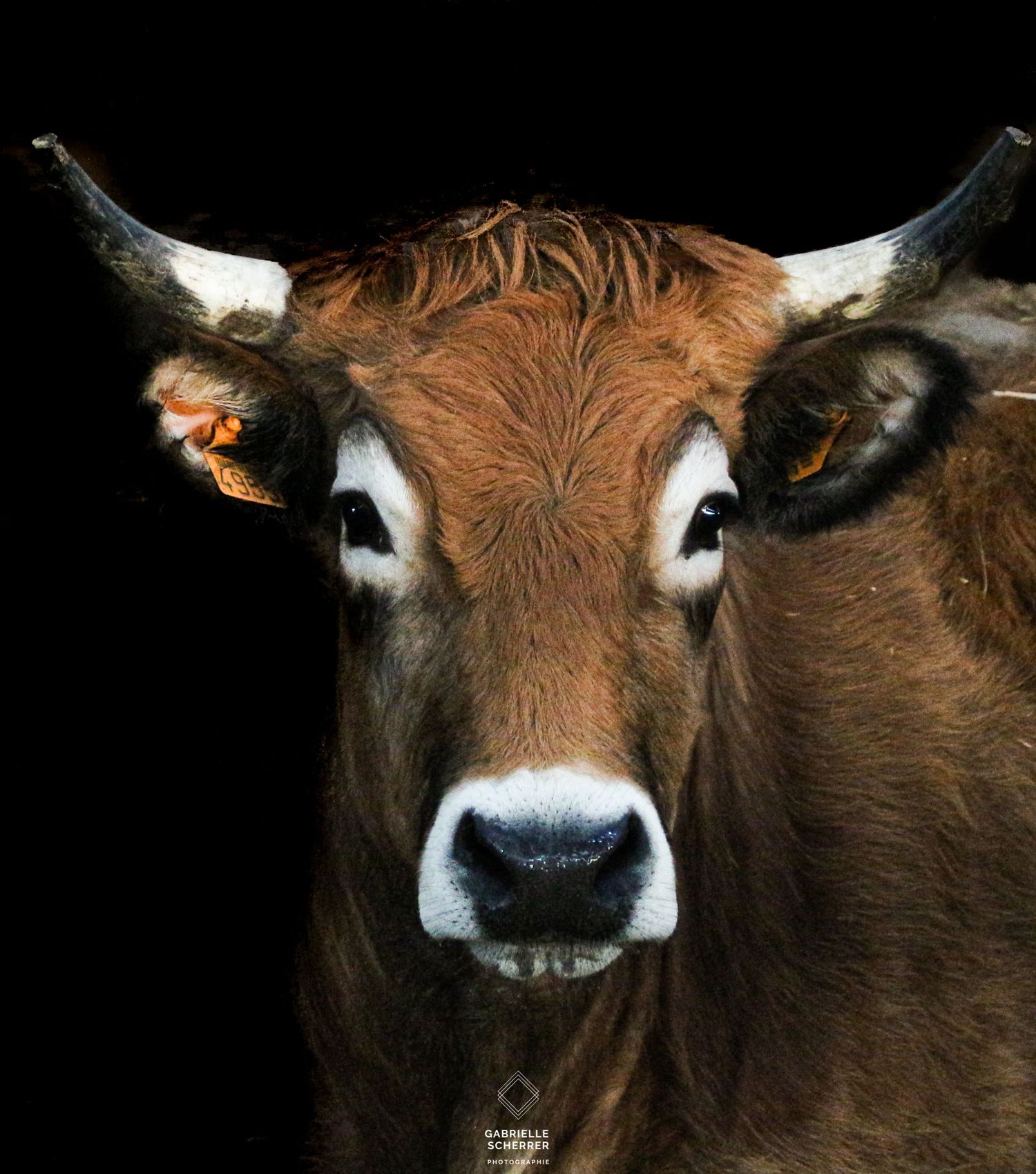 Gabrielle Scherrer Photographie Photographe vache éleveur artisan producteur