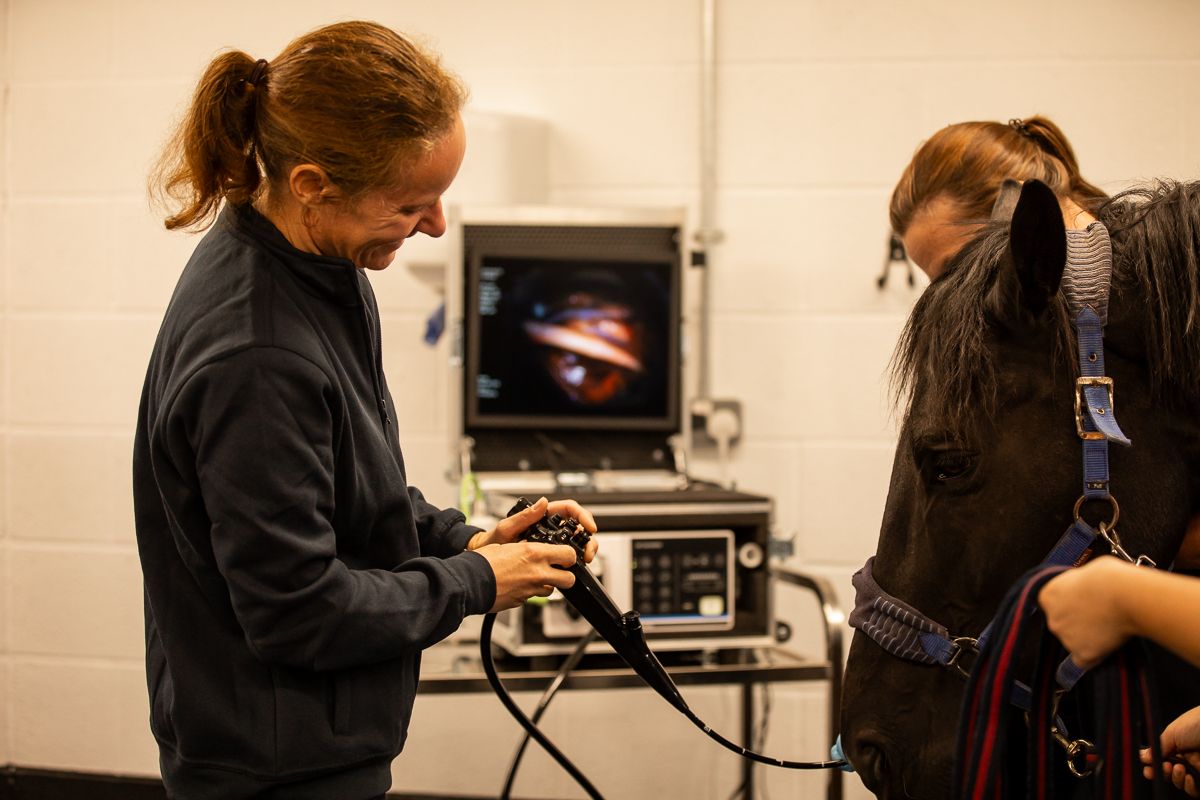 Horse receiving medical examination in veterinary clinic with diagnostic equipment.