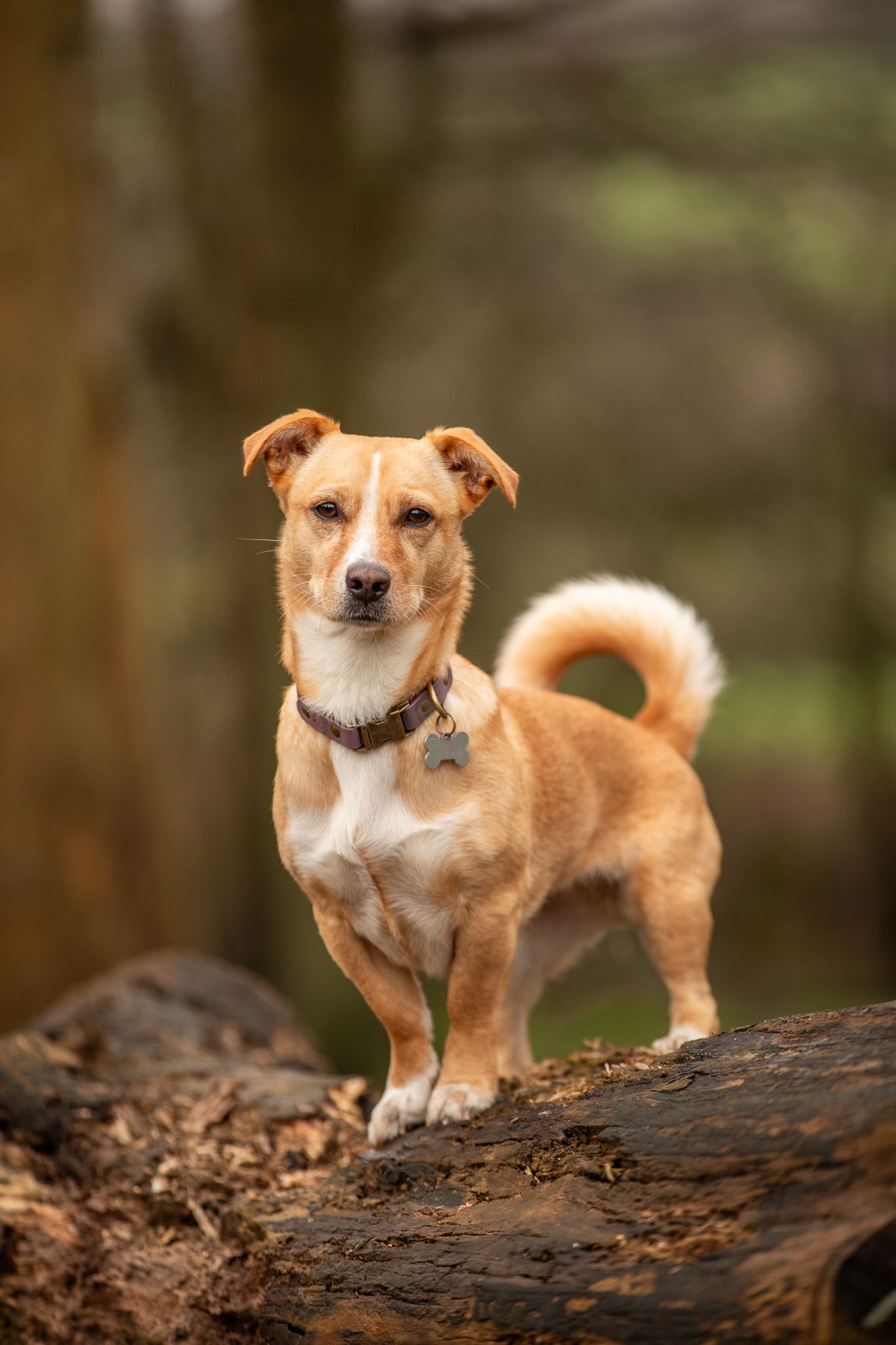 Tan and white mixed breed dog standing proudly on fallen log in forest.