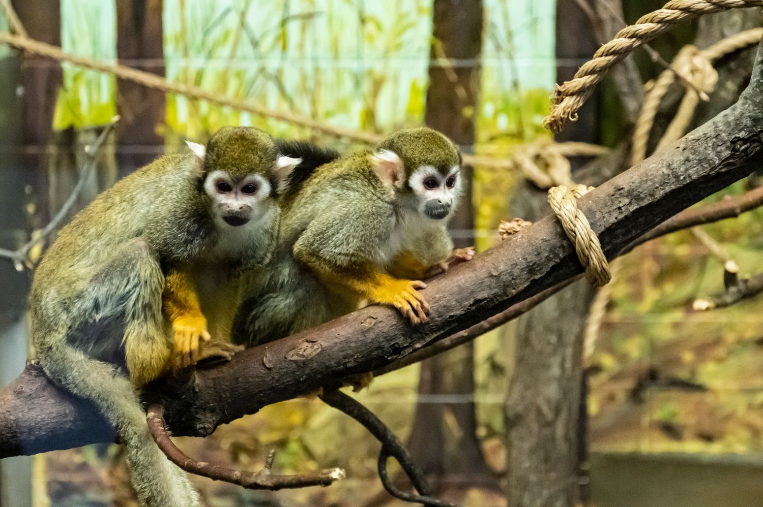 Two squirrel monkeys sitting close together on a branch in their enclosure.