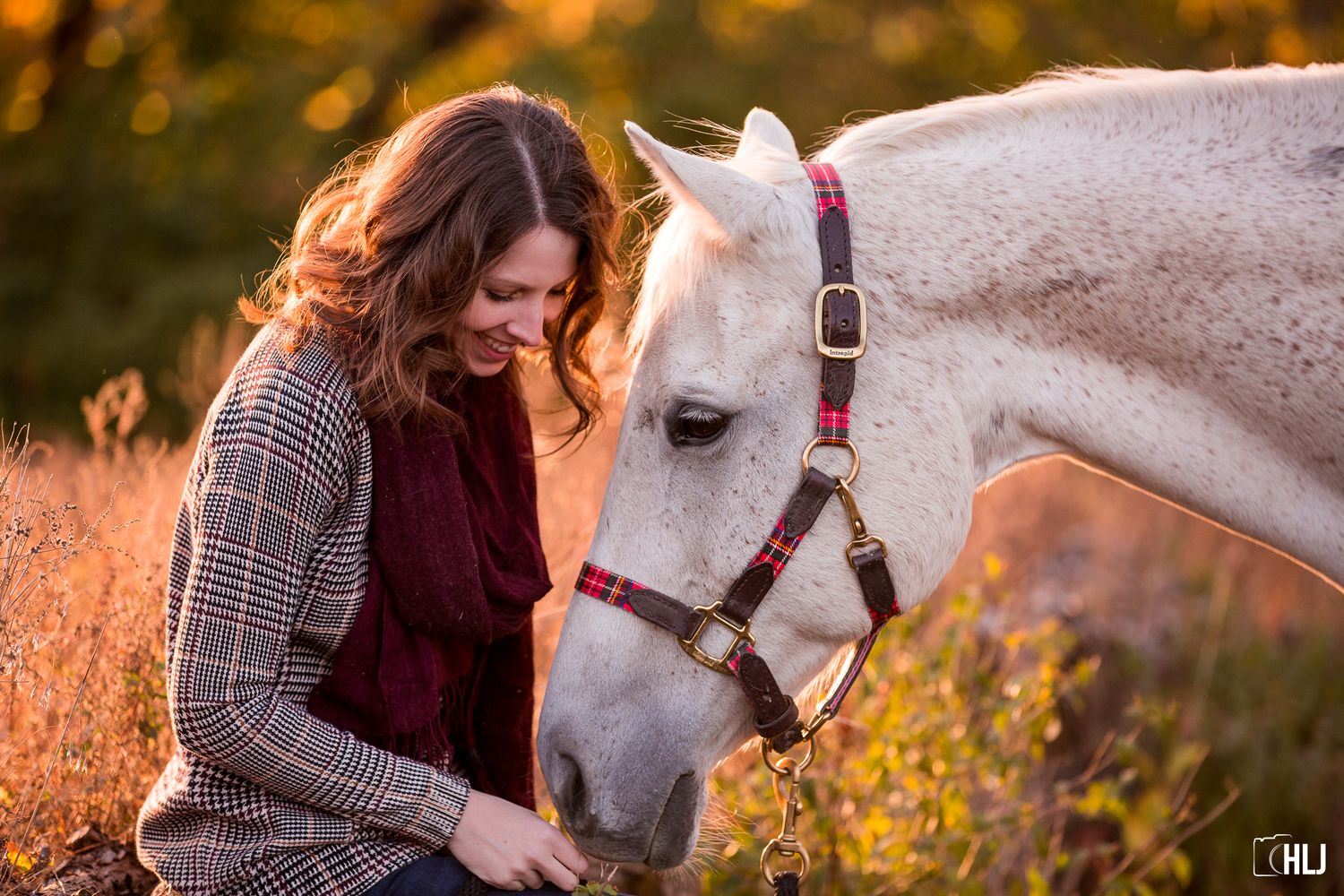 A gentle white horse and companion share an intimate moment in a field of golden wildflowers at sunset.